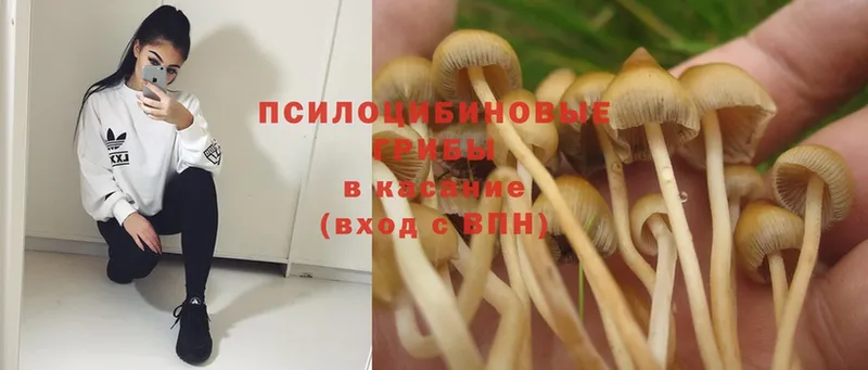 Псилоцибиновые грибы Psilocybine cubensis  ссылка на мегу ссылка  Дедовск  закладка 